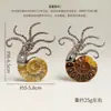 Broche de Concha Natural Amazon Liga Colorida Concha Polvo Concha Decorativa Artesanato de Cristal Colar Brincos Atacado
