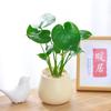 Monstera em Vaso para Mesa de Escritório Purifica o Ar, Pequenas Plantas Verdes, Enfeites de Mesa em Vaso para Interior, Bom para Alimentar Plantas
