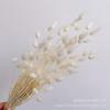 [Bunny Tail Grass] Grama de cauda de coelho grossa