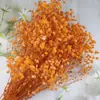 Pacote de Material DIY Flor Eterna 1g Gradiente Cabeça Grande Mosquitinho Estrela Milionária Buquê de Flores Secas Flor Eterna Flor Real