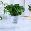 Planta Hidropónica de Centella Asiática con Tocón Viejo para Cultivo Interior y Exterior, Fácil de Cultivar y Mantener
