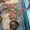 Dropshipping desde China y Japón: Planta en Maceta Arce Rojo 'Princesa Danza Roja' - Pequeño Bonsái Ornamental Rojo de Tres Estaciones para Patio Interior y Balcón