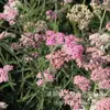180 Variedades de Sementes de Flores Não Repetitivas, Fáceis de Cultivar em Todas as Estações, Podem Afastar Mosquitos, Adequadas para Varandas Internas e Externas, Distribuição Transfronteiriça