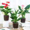 Plantas hidropónicas, Reina Ruyi, plantas en maceta, potos, plantas de interior, gardenia, palma roja, rojo auspicioso, flores verde jade