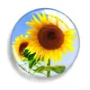 Planta de Venta Caliente Girasol Hora Piedra Preciosa Joyería DIY Tablero de Mensajes de Cristal Imán para Nevera Llavero Soporte para Teléfono