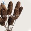 Piñas de Pino Secas Naturales, Piñas de Pino, Piñas Escama de Pescado, Piñas de Abeto, Decoración del Hogar de Tallo Único, Accesorios de Fotografía, Flores Eternas