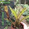 Piña Llena de Agua Linda Piña Colorida Tanque de Selva Tropical Plantas Acuáticas Ecológicas de Agua y Tierra Tanque para Reptiles Paisajismo Plantas Comunes