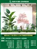 Paisagismo de Planta Artificial Varanda Arranjo de Paisagem Escada Interna Sob Árvore de Flores Artificiais Decoração Biomórfica Planta Verde Paisagismo Combinação