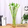 Plantas Hidropônicas de Bambu da Sorte, Flores de Bambu da Sorte, Plantas Verdes, Plantas em Vasos de Interior, Plantas de Rabanete Verde, Flores Frescas Cultivadas em Água, Árvore da Fortuna, Bambu