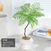 Jacaranda en Maceta Planta Verde de Interior para Oficina Estilo Japonés Sala de Estar Mueble de TV Planta de Piso Fácil de Mantener en Todas las Estaciones