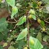 Bolsado de Frutas al por Mayor, Bolsado Especial para el Cultivo de Fresas y Duraznos, Bolsa de Malla de Nylon a Prueba de Pájaros y Insectos para Huertos de Jardinería