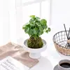 Bola de musgo Grama-moeda hidropônica fácil de cuidar para interior sem ansiedade pequena planta em vaso escritório mesa de centro desktop planta verde de interior