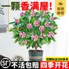 Planta en Maceta Daphne de Phnom Penh Fuerte Aroma con Capullos Sala de Estar Interior Balcón Resistente al Frío Montículo Viejo Plántula Grande Planta con Flor de Cuatro Estaciones