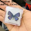 Venta Directa al Por Mayor de Fábrica de Especímenes Reales de Mariposas con Alas Extendidas, Diversos Insectos y Escarabajos, Accesorios para Fotos, Educación Científica, Especímenes Naturales