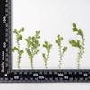 Hierba Cuiyun Venta al por Mayor Flor Seca Estampada Gota de Pegamento Carcasa para Teléfono Móvil Material para Pegatinas DIY Bolsa de Material Espécimen de Planta Flor para Maquillaje Nupcial