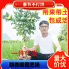 Mudas de Laranja Açucarada Autêntica de Guangxi Dropshipping com Fruta Laranja Enxertada Envasada do Sul e do Norte Kumquat Açucarado