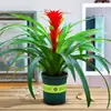 Plántulas de palma roja de la suerte en macetas grandes, adecuadas para exhibición en la sala de estar, flores y plantas hidropónicas cultivadas en casa, fáciles de cuidar en interiores y prosperan en todas las estaciones.