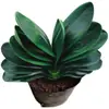 Las Clivias en Maceta de Plántulas Viejas Son Fáciles de Cultivar en Todas las Estaciones, Florales Suculentos con Botones, Plantas Verdes, Plántulas Redondeadas de Tamaño Monje para Interiores