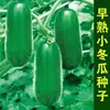 Semillas de Melón de Invierno Pequeño Verde Temprano Semillas de Melón Trepador para Balcón y Patio Maduración Temprana Primaverales y Otoñales Semillas de Verduras de Alto Rendimiento