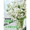 Flores Que Florescem por Muito Tempo e São Fáceis de Cultivar, Lírios, Sino dos Ventos, Flores de Corte Frescas, Plantas Hidropônicas de Cabelo Reto de Yunnan, Rosas, Arranjos de Flores de Interior