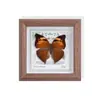 Borboleta com Manchas Douradas Espécime de Borboleta Real Porta-Retrato Acabado com um Toque de Luxo, Perfeito para Presentes de Feriado, Pintura Decorativa, Exquisito