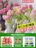 Tulipanes Hidropónicos al por Mayor 5 Grados Bulbos Grandes Resistentes al Frío para Invierno Interior/Exterior Fáciles de Cultivar para Principiantes Flores en Maceta Plantas