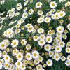 Mudas de Flores Margaret em Vasos com Botões de Flor Crisântemo de Primavera Crisântemo Dourado Crisântemo Perene Rúcula de Quatro Estações Jardim