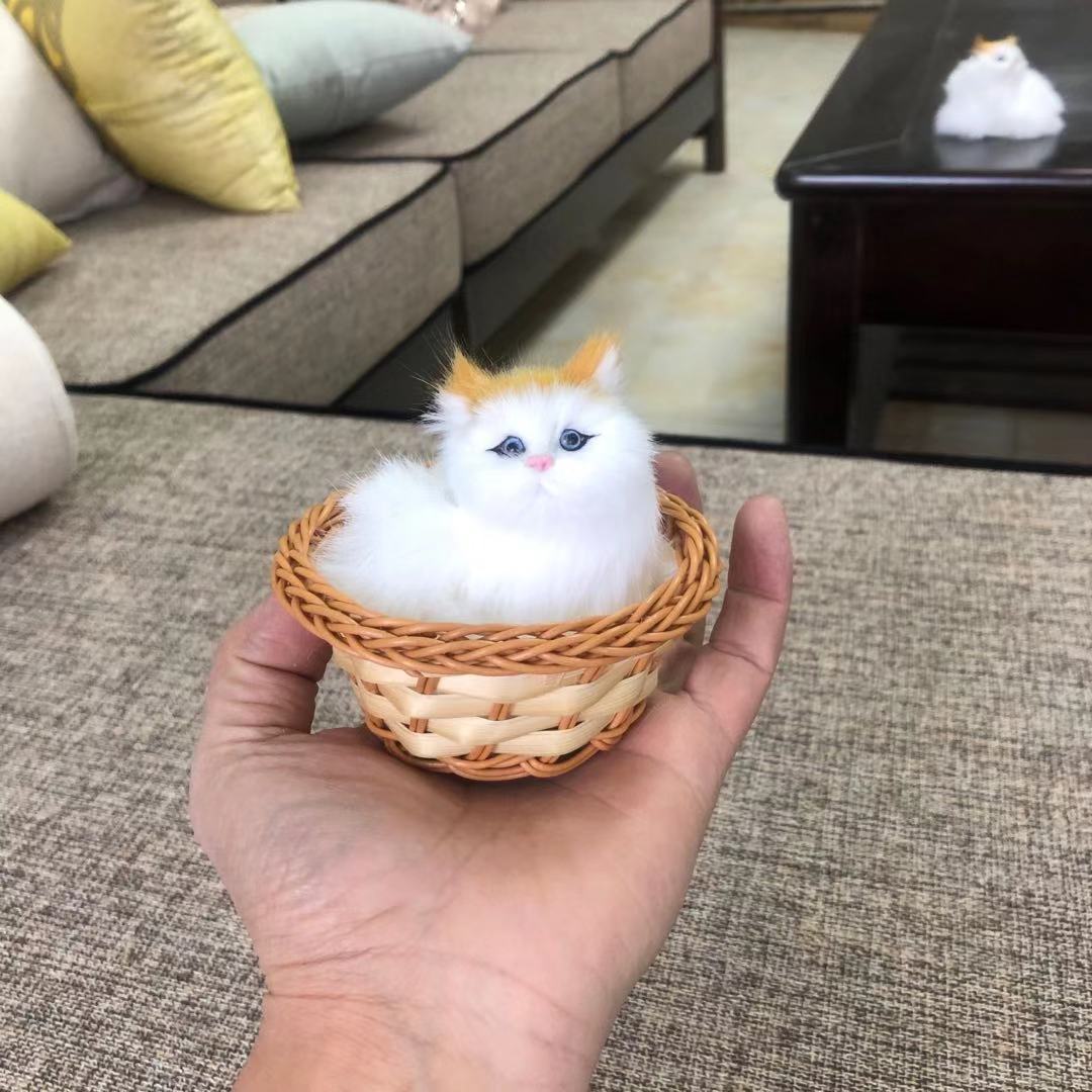 小圆框兔子和猫，和叫猫