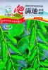 Sementes de Hortaliças para Todas as Estações no Atacado: Feijões, Pimentões, Abóboras, Sementes de Jade Amarelo, Mudas e uma Gama Completa de Sementes de Frutas e Vegetais, Incluindo Sementes de Pepino