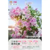 Plántulas de Árbol de Ciruelo Triangular con Flores en Maceta, Plantas Maduras Grandes, Zhanghongying, Plantas Trepadoras de Gama Alta para Balcón Interior, Florecen en Múltiples Estaciones