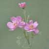 Rama individual flor grande reina cosmos gesang flor artificial flor artificial flor de seda exhibición sala de estar decoración floral de boda