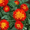 180 Variedades de Sementes de Flores Não Repetitivas, Fáceis de Cultivar em Todas as Estações, Podem Afastar Mosquitos, Adequadas para Varandas Internas e Externas, Distribuição Transfronteiriça