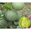 Plántulas de berenjena para cuatro estaciones, plantas en maceta con tierra, variedades viejas injertadas de berenjena morada y semillas de berenjena de Hangzhou, plántulas de hortalizas de primavera