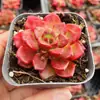 Base de planta suculenta autoproducida y autovendida al por mayor suculentas pequeñas combinación de flores plantas en maceta plantas carnosas Lithops Haworthia