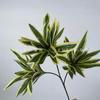 Simulación 3D de plantas verdes, lirio trigémino, bambú, jardín, paisajismo, sala de estar, decoración de ventanas, boda, diseño de hotel, simulación de plantas verdes