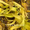 Madagascar, Óleo essencial orgânico ylang-ylang nº 3 planta cuidados unilaterais da pele aromaterapia massagem matérias-primas atacado