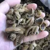 Paquete de ingredientes para sopa de abulón pequeño de siete estrellas, abulón Buddha Jiaoqiang, abulón de piedra seco, mariscos, no listo para comer