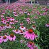 Sementes de Centáurea Perene no Atacado de Várias Regiões, Sementes de Dianthus Multicolores, Flores Medicinais, Flores de Trigo Gigantes, Sementes para Jardinagem