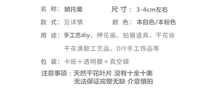 鳞托菊.png