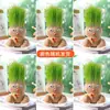 Una Planta Pequeña en Maceta Que Florece al Regarla sobre el Cabello de una Muñeca de Cabello Largo, Adecuada para la Observación del Crecimiento de Plantas en Jardín de Infancia, Fácil de Cuidar y Mantener por Niños