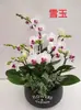 Planta de Phalaenopsis en Maceta con Vara Floral y Capullo Floral Flor Otoño e Invierno Orquídea para Sala de Estar Plántula Grande Planta de Interior Fácil de Mantener en Todas las Estaciones