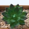 Planta Suculenta Mini Atacado Cabeça de Flor Artificial Pequenos Acessórios para Arranjo de Flores Suculenta Falsa Flor de Plástico Planta Decorativa Planta em Vaso