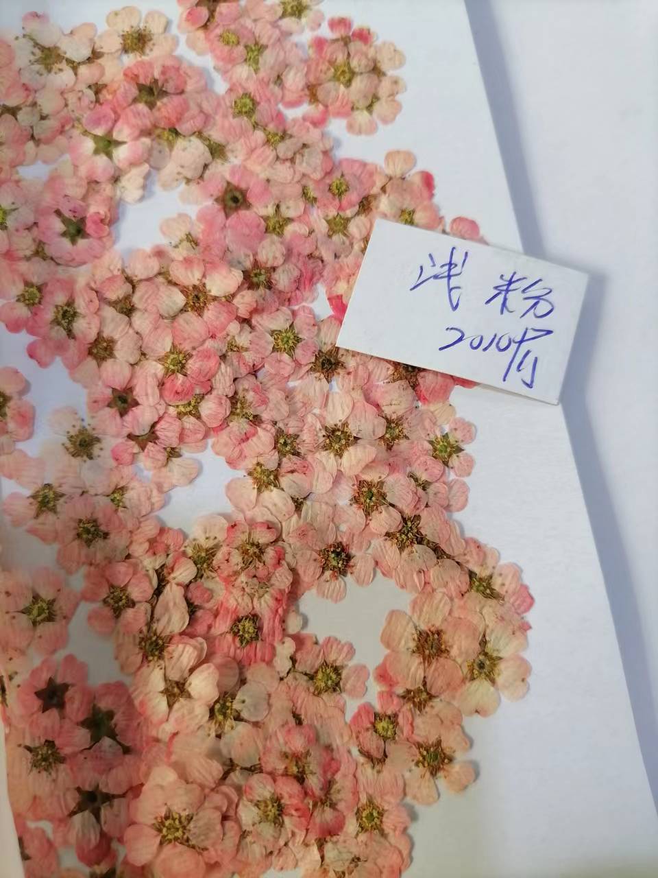 珍珠梅浅粉