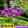 Bulbos de Cebola Flor Grande Importados da Holanda, Adequados para Plantio em Jardins de Embaixada e Varandas, Resistentes, Perenes, Floração Multi-Estação, Fáceis de Cultivar e Podem Ser Plantados em Vasos