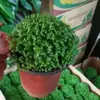 Selaginella também é conhecida como a grama dos nove mortos, cipreste de pedra, grama de cipreste de rocha, selaginella de casca amarela, plantas verdes em vasos de interior são fáceis de cultivar e viver