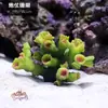 Árbol de Coral Falso Simulado Transfronterizo Tanque de Peces Pequeño Paisajismo Conjunto Completo de Decoración de Montaña de Comida Tanque de Agua Salada Plantas Acuáticas Refugio para Peces y Camarones Casa