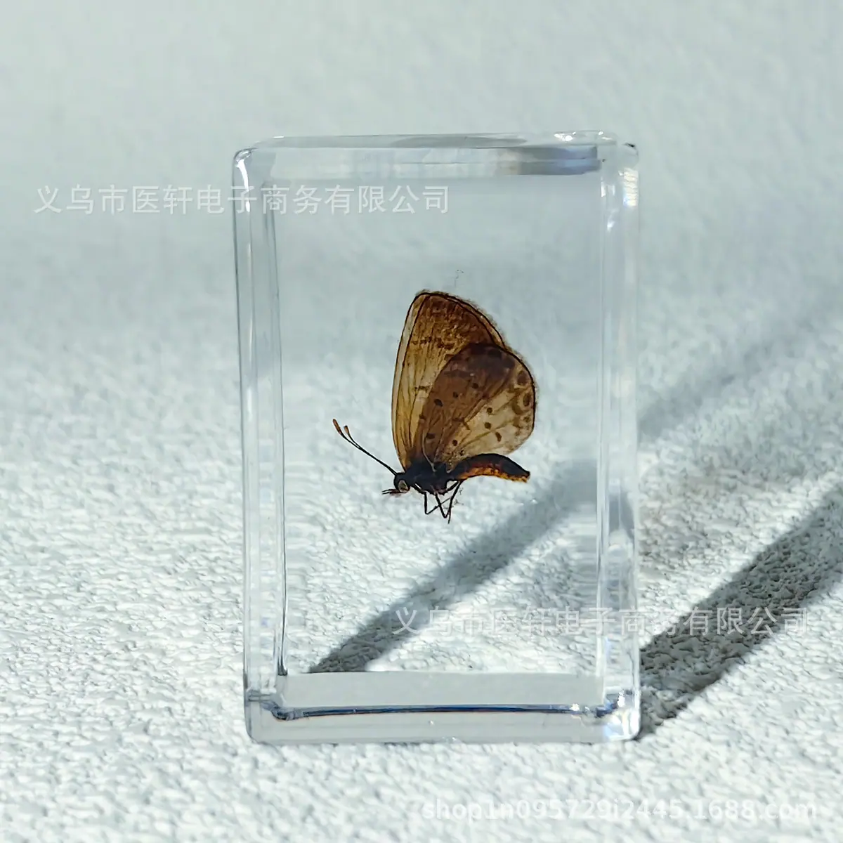 蝴蝶1.jpg