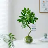 Oito Direções Trazem Riqueza Pé de Pato Madeira Bola de Musgo Planta Interior Sala de Estar Escritório Mesa Quatro Estações Sempre Verde Fácil de Cuidar Planta Verde