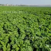 [1000 malla/500 malla/120 malla] Fibra dietética en polvo de col rizada, materia prima líquida para ensaladas