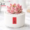 Plantas Suculentas de Interior, Cactos Pequenos em Vasos, Flores, Plantas Verdes, Escritório, Jardim de Infância, Mesa, Suculentas Tipo Cacto